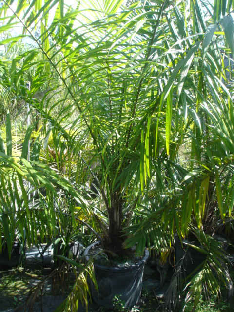 Elaeis guineensis