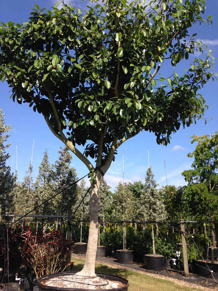 Ficus benghalensis