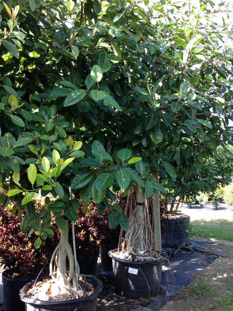 Ficus benghalensis