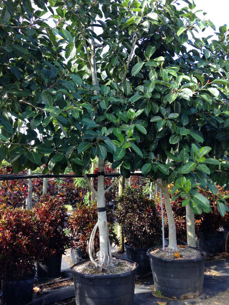 Ficus benghalensis