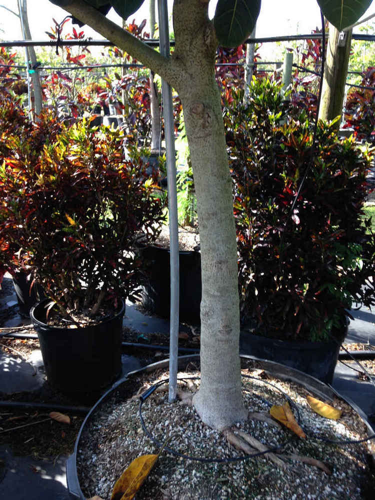 Ficus benghalensis