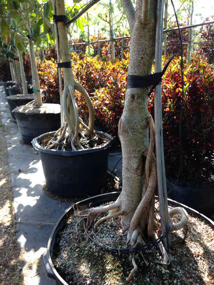 Ficus benghalensis