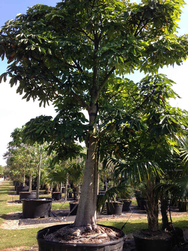 Ficus benghalensis