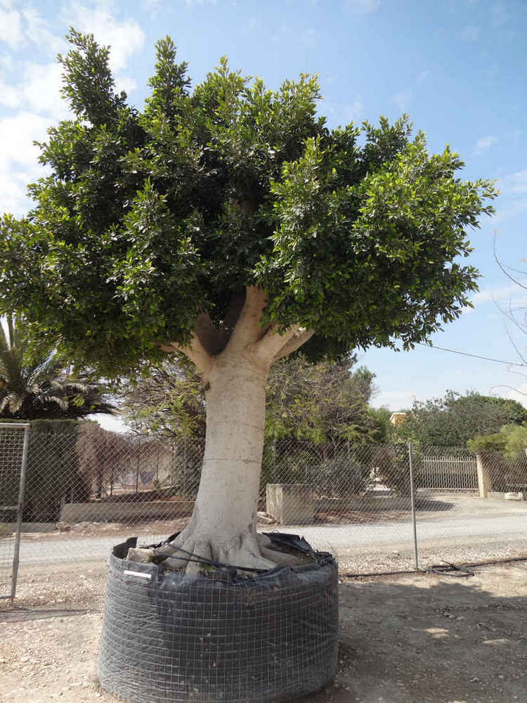 Ficus nitida