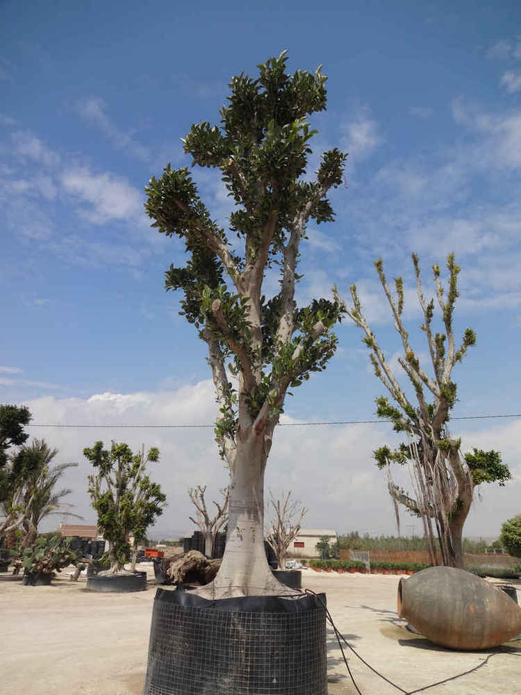Ficus nitida