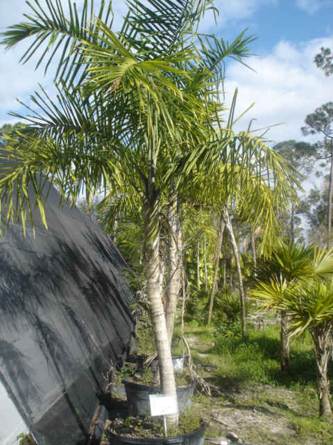 Gaussia maya