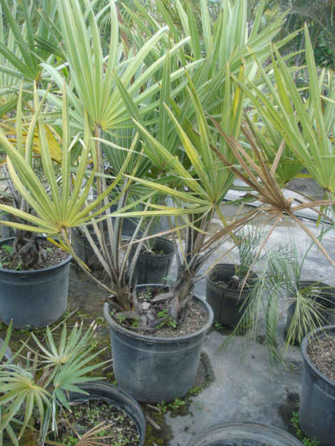 Hyphaene coriacea