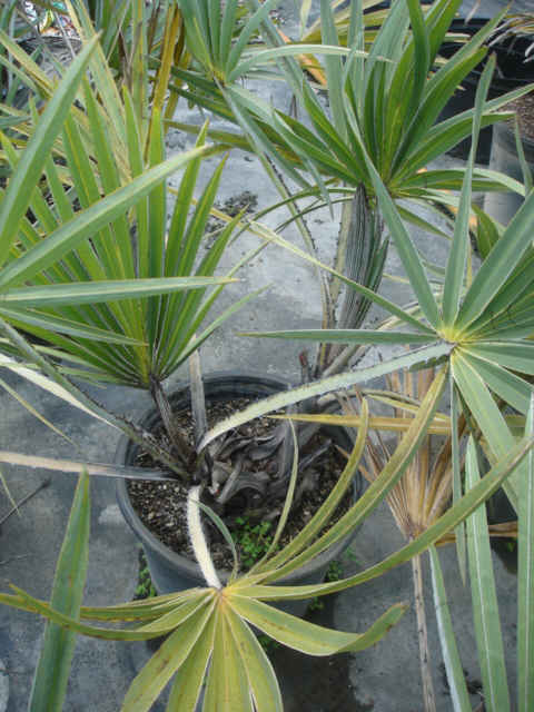 Hyphaene coriacea