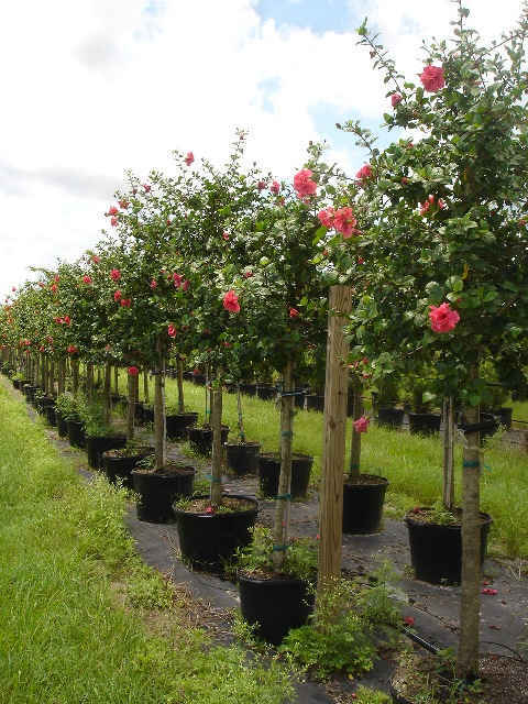 Hibiscus alberelli vaso