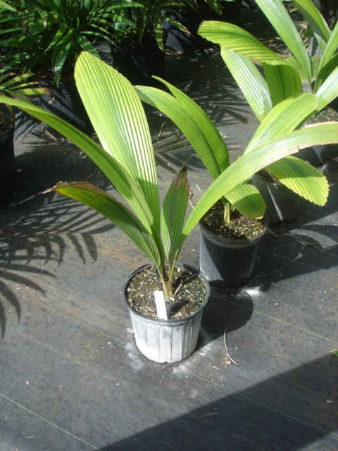 Johannesteijsmannia altifrons