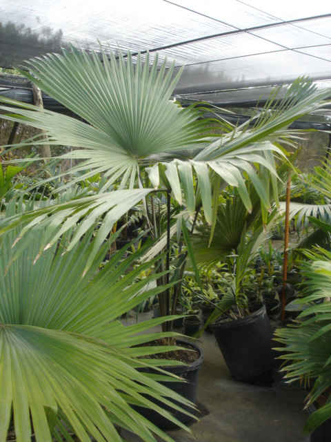 Kerriodoxa elegans