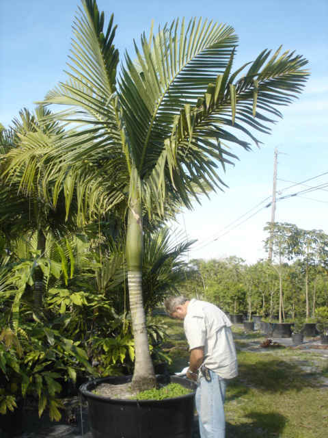 Kentiopsis oliviformis
