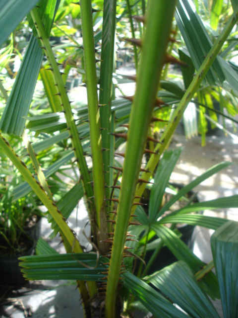 Licuala aurantiaca