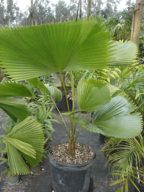 Licuala peltata sumawongii