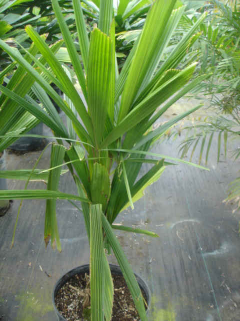 Licuala togu-budo