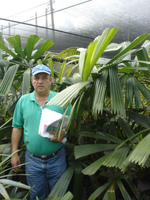 Licuala wilailak