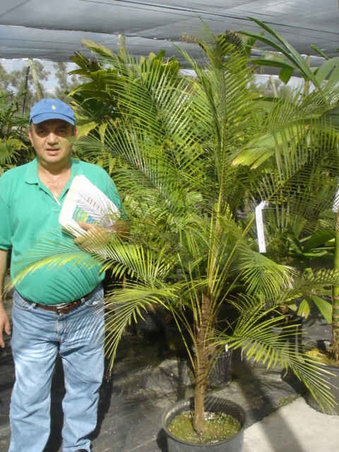 Lytocaryum weddellianum
