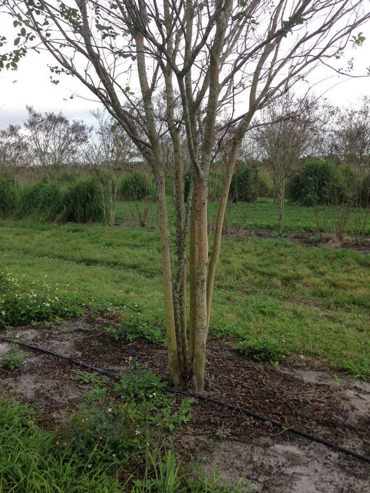 Lagerstroemia indica