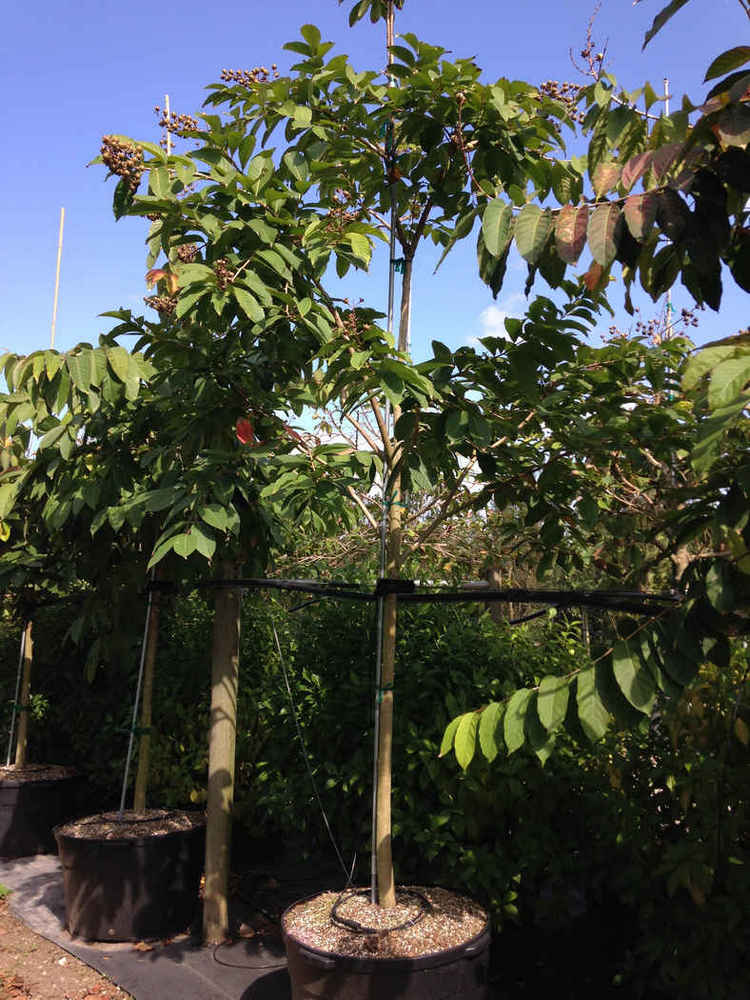 Lagerstroemia speciosa