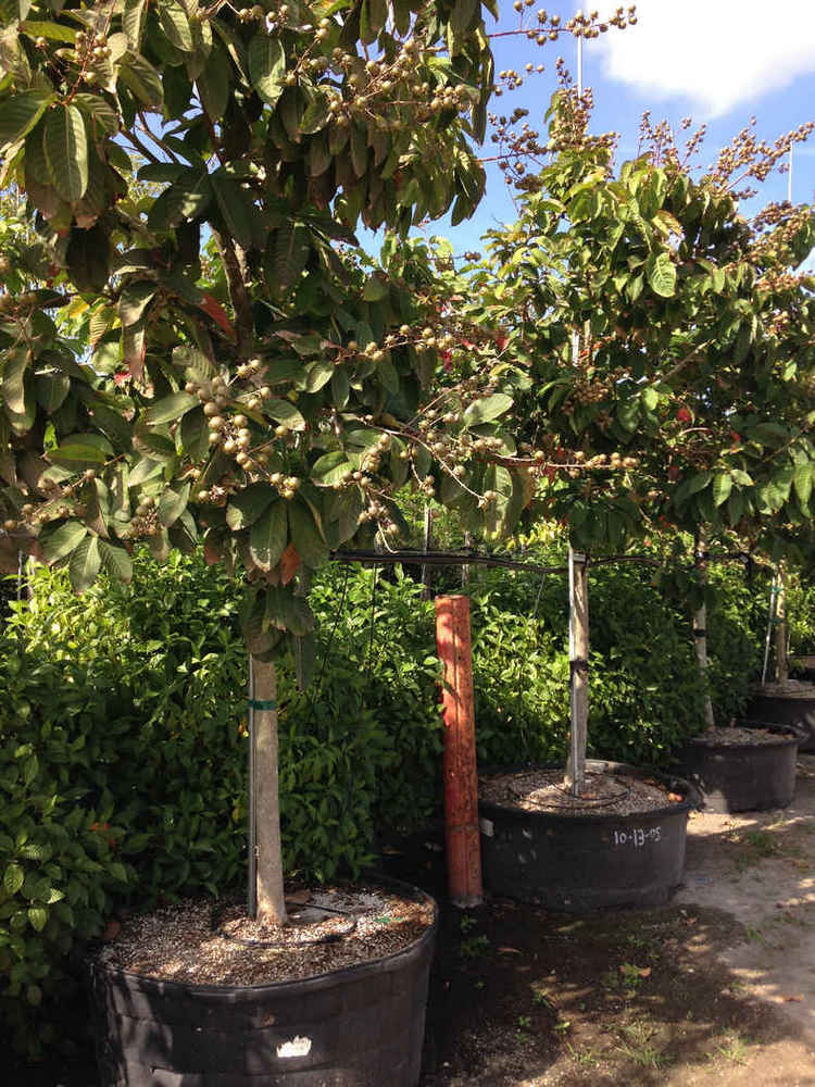Lagerstroemia speciosa