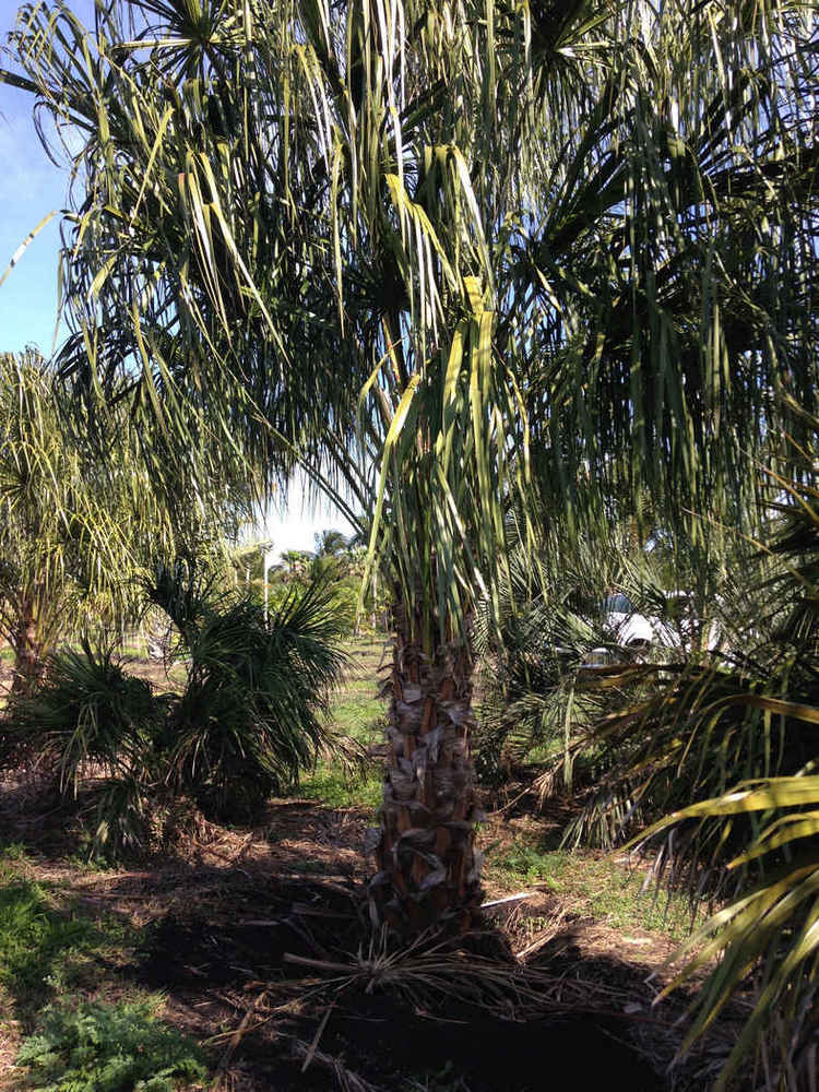 Livistona decipiens