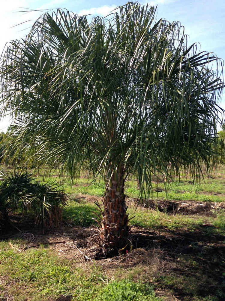 Livistona decipiens