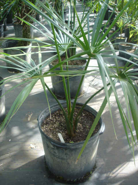 Mauritia flexuosa