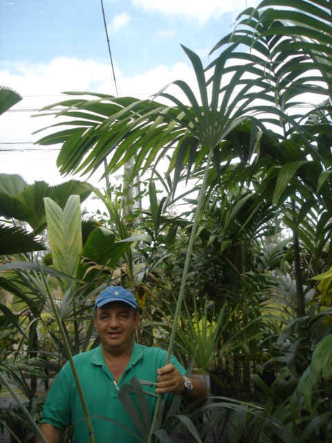 MAURITIELLA.ARMATA (2)