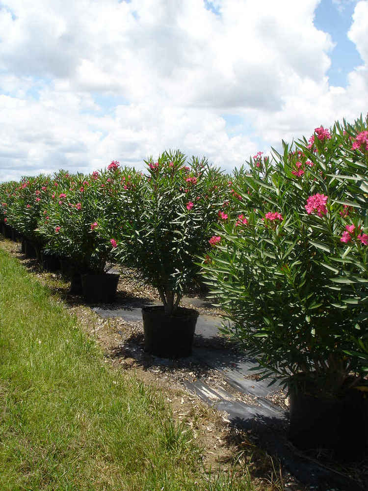 Nerium oleander