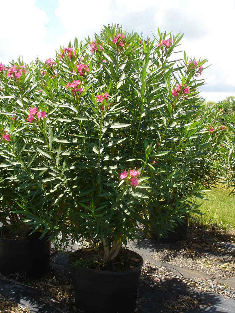 Nerium oleander 25g.3