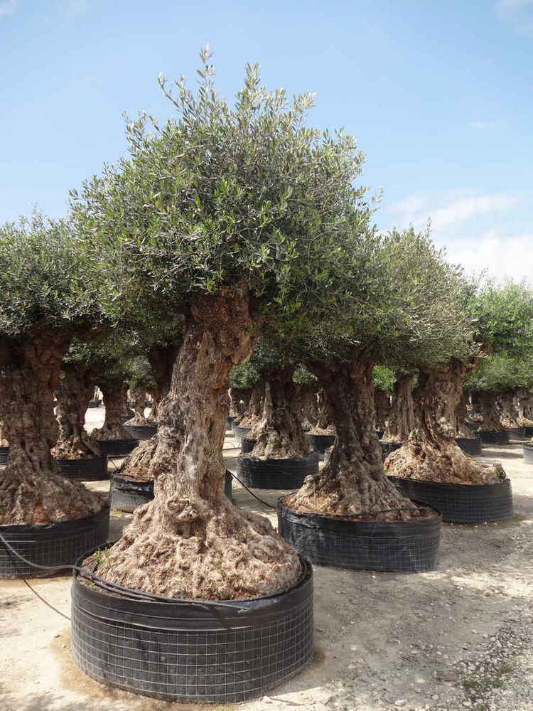 Olea europea