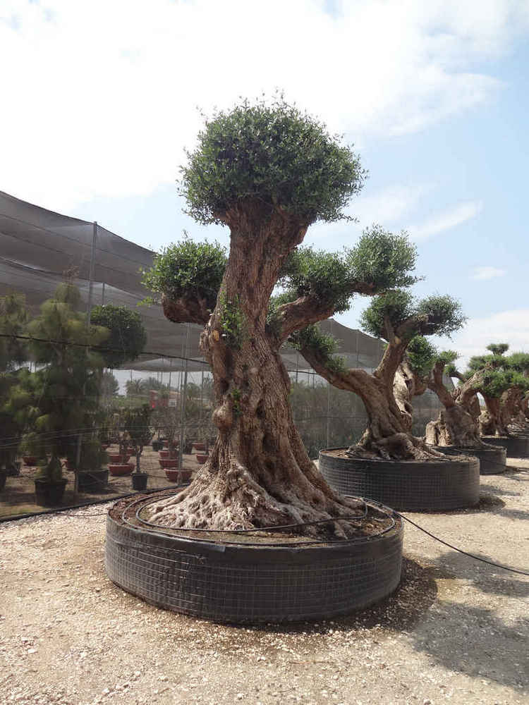Olea europea