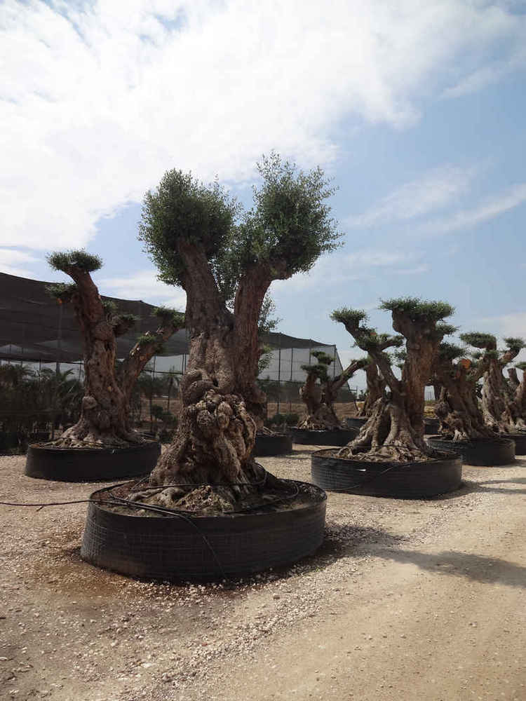 Olea europea