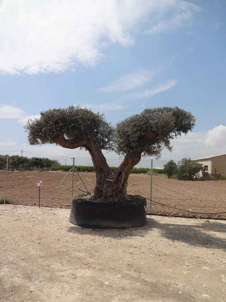 Olea europea