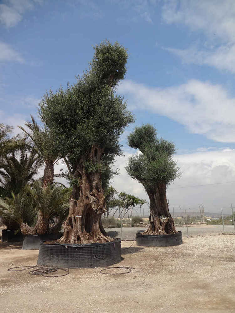 Olea europea