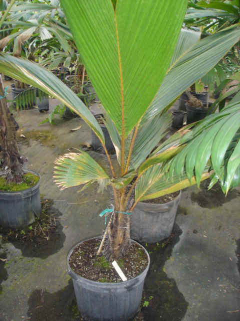PHOENICOPHORIUM.BORSIGIANUM (2)