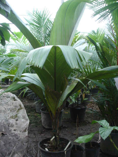 Pelagodoxa henryana (2)