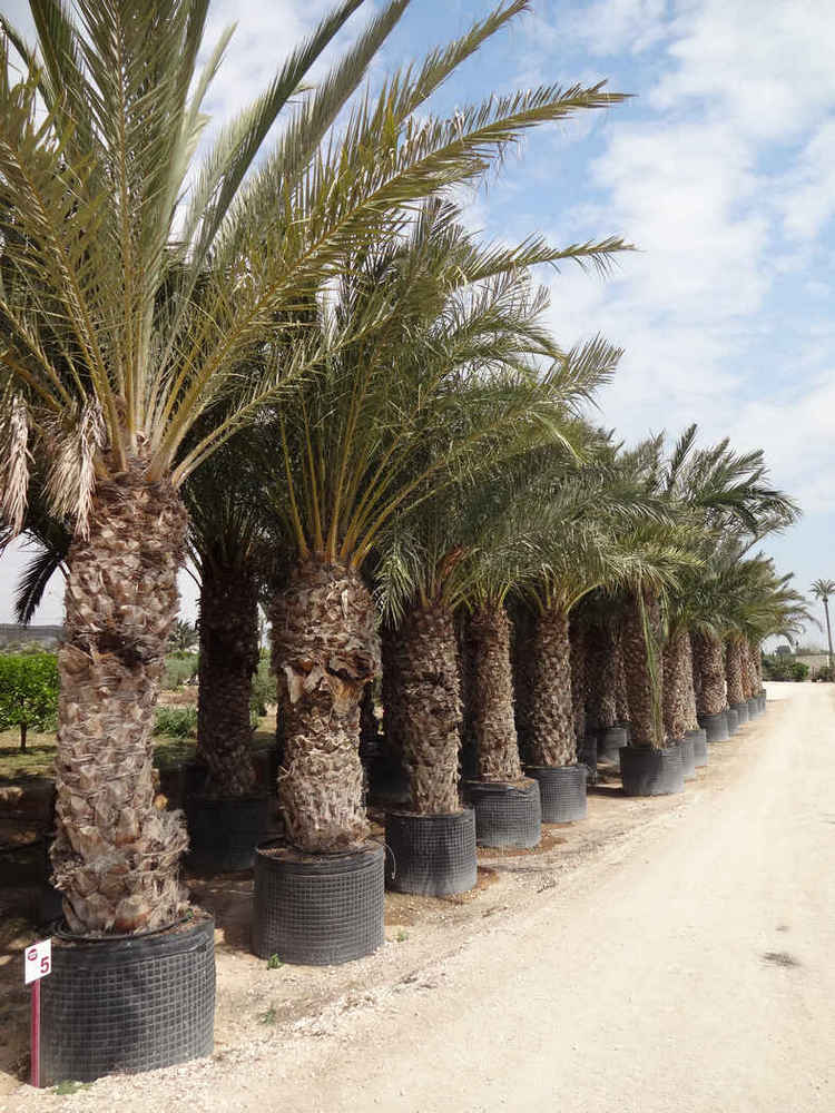 Phoenix canariensis