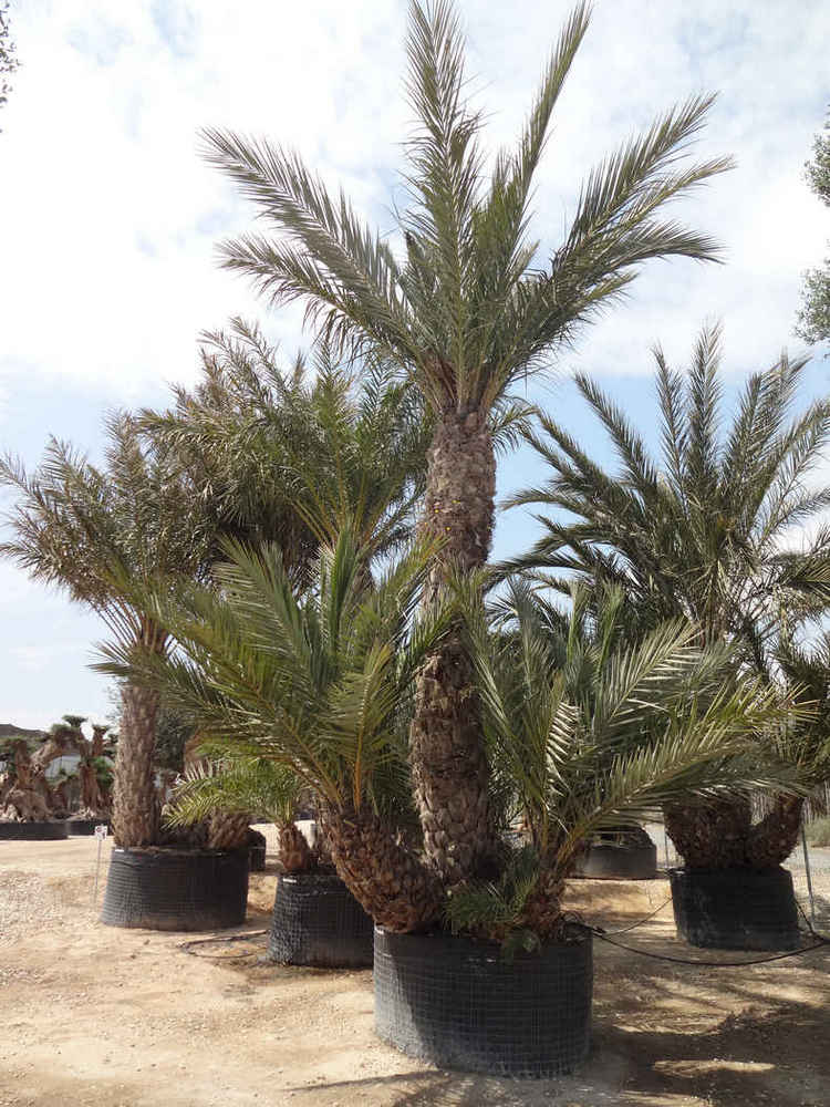 Phoenix dactylifera