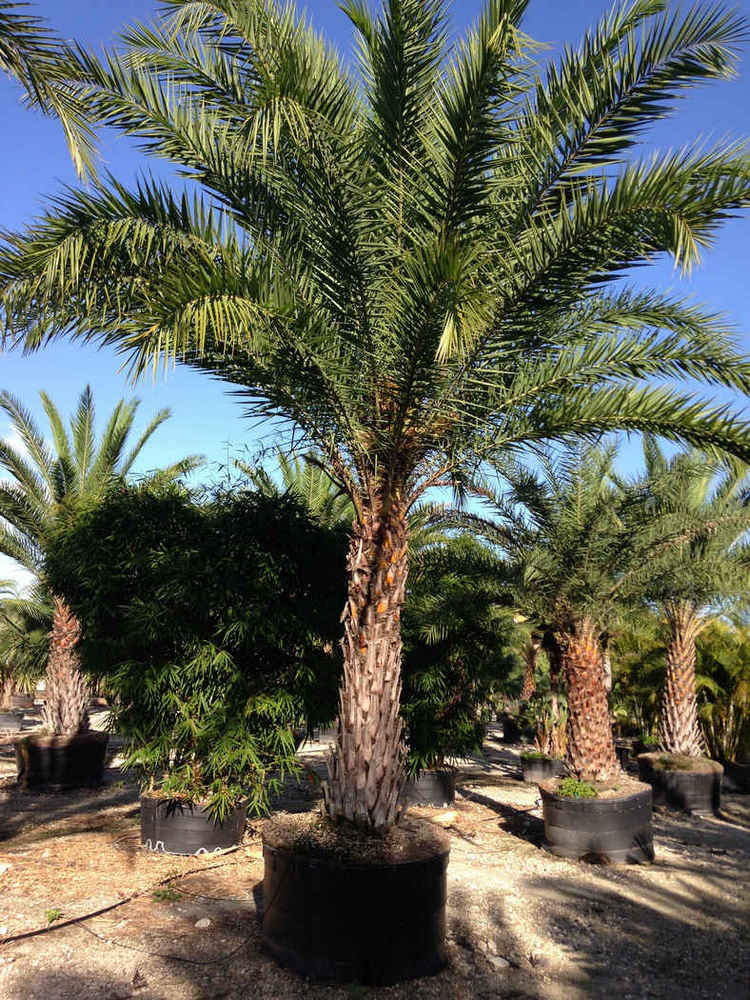 Phoenix sylvestris