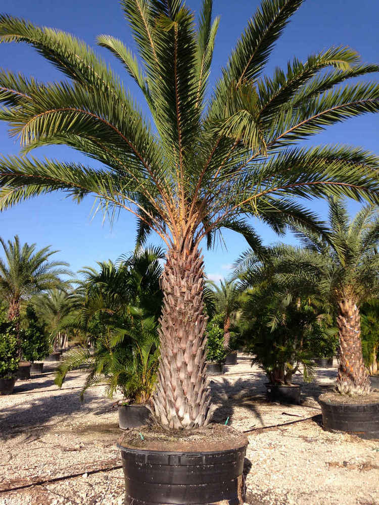 Phoenix sylvestris
