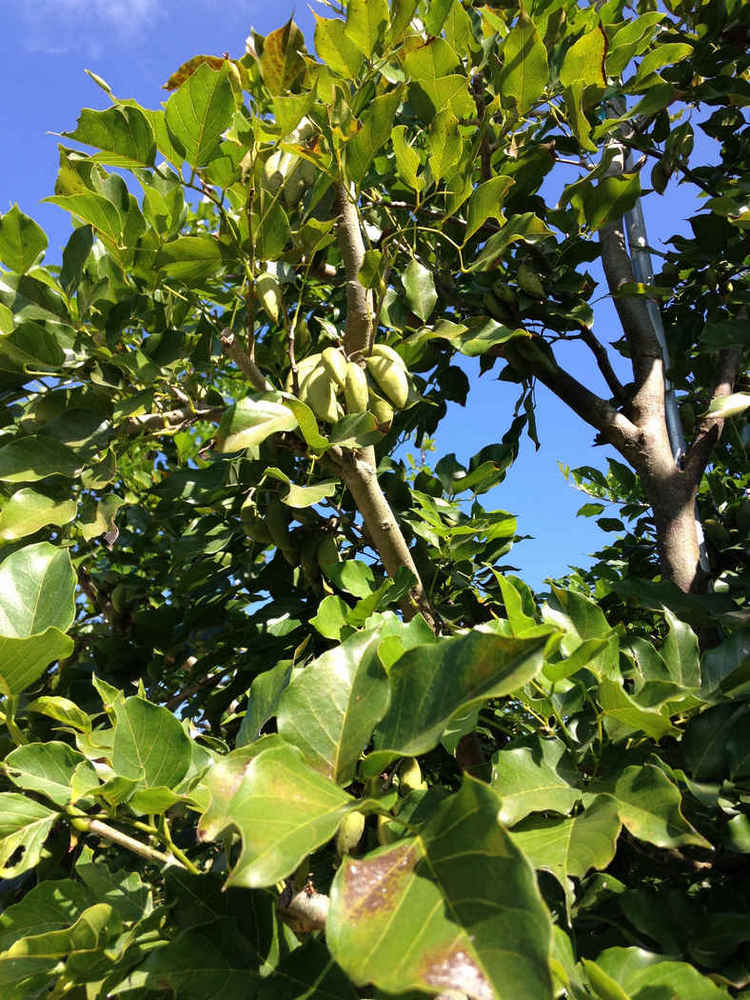 Pongamia pinnata