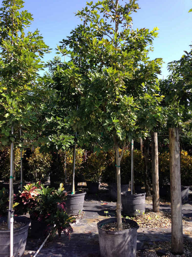 Pongamia pinnata
