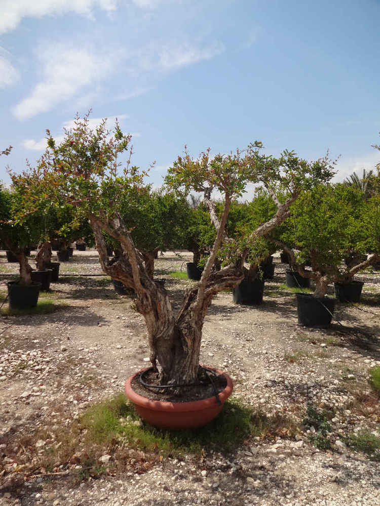 Punica granatum