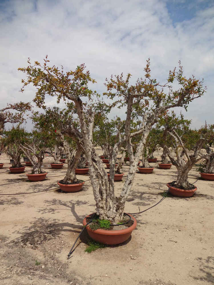 Punica granatum