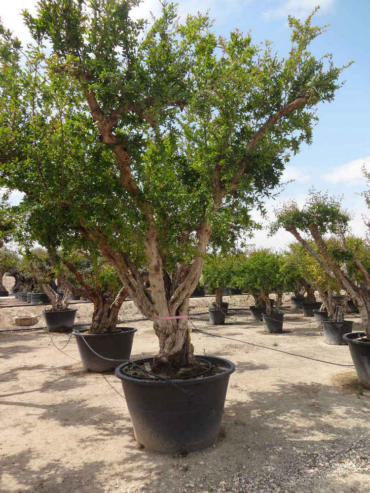 Punica granatum