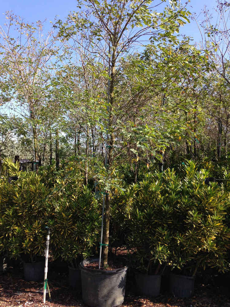 Senna ( Cassia) surattensis