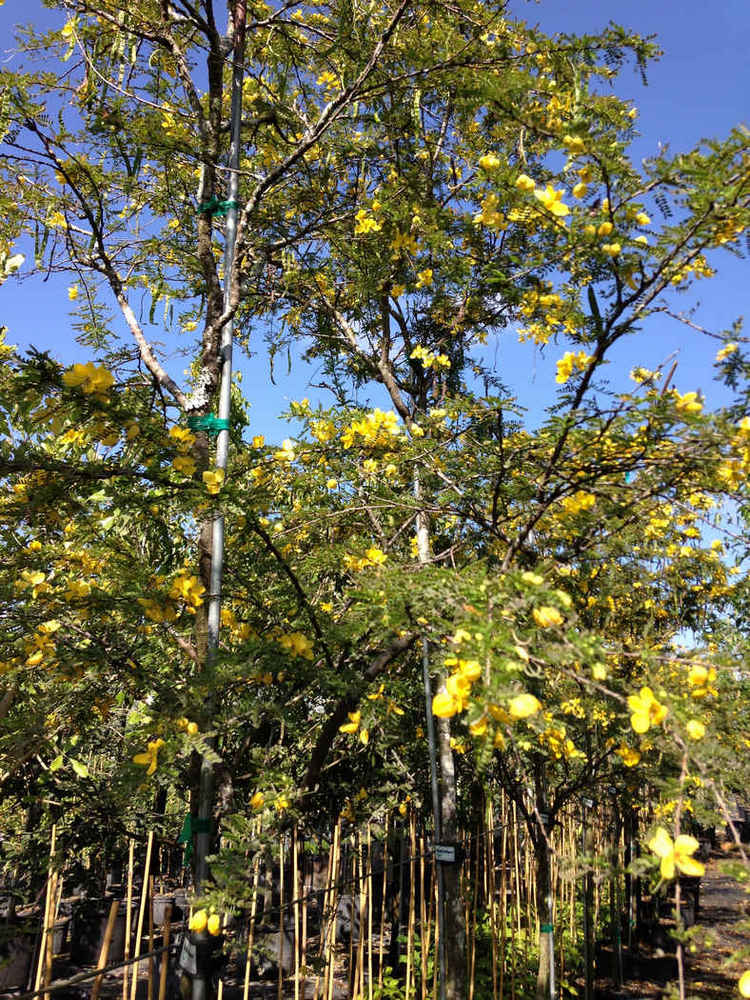 Senna polyphylla