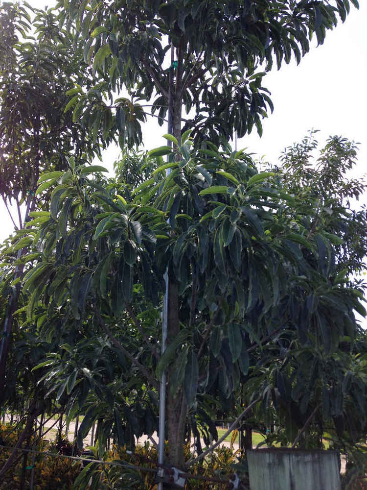 Sideroxyion salicifolium