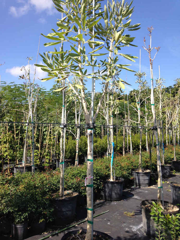 Tabebuia caraiba